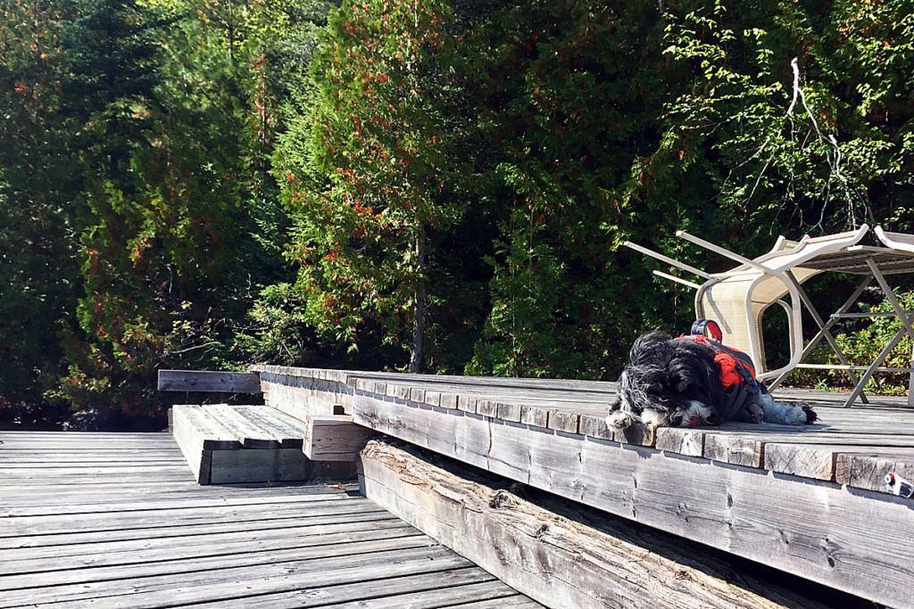 LingDynasty Dog photography - Diego