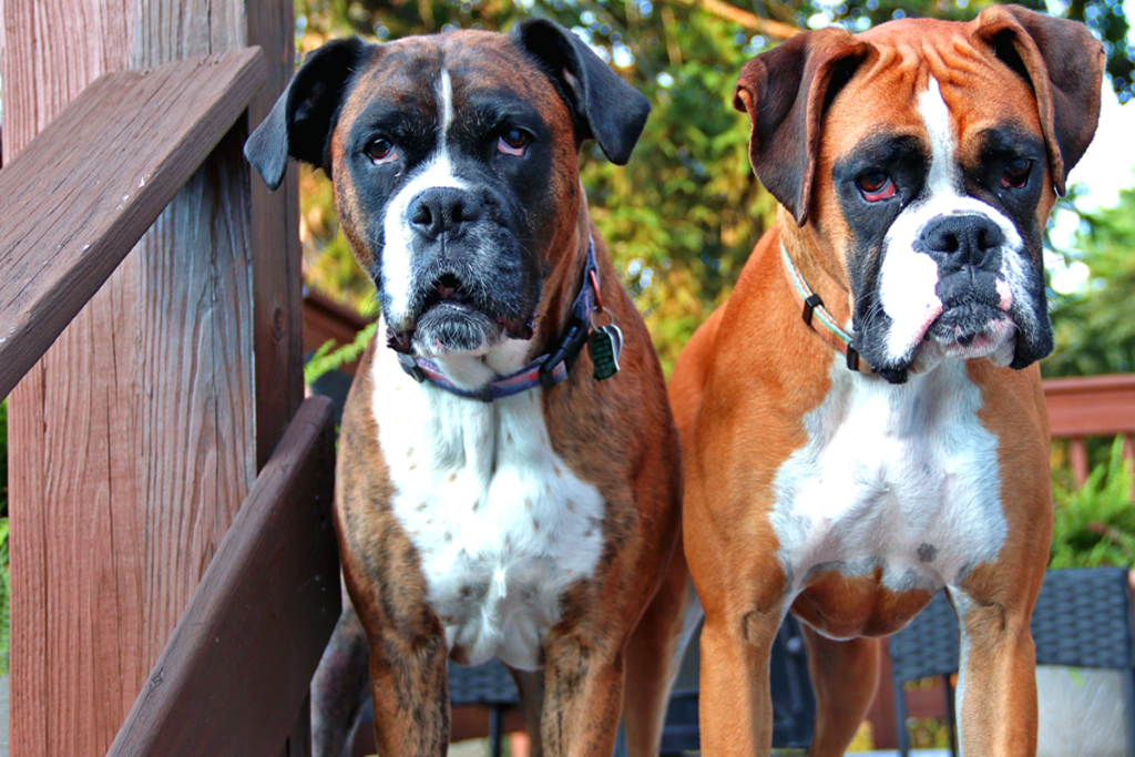 LingDynasty Photography Boxers