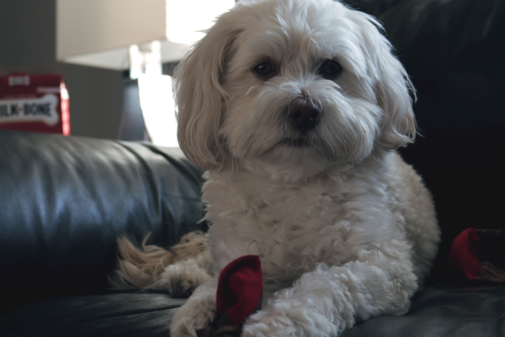 LingDynasty Photography - Beaumont plays with sock