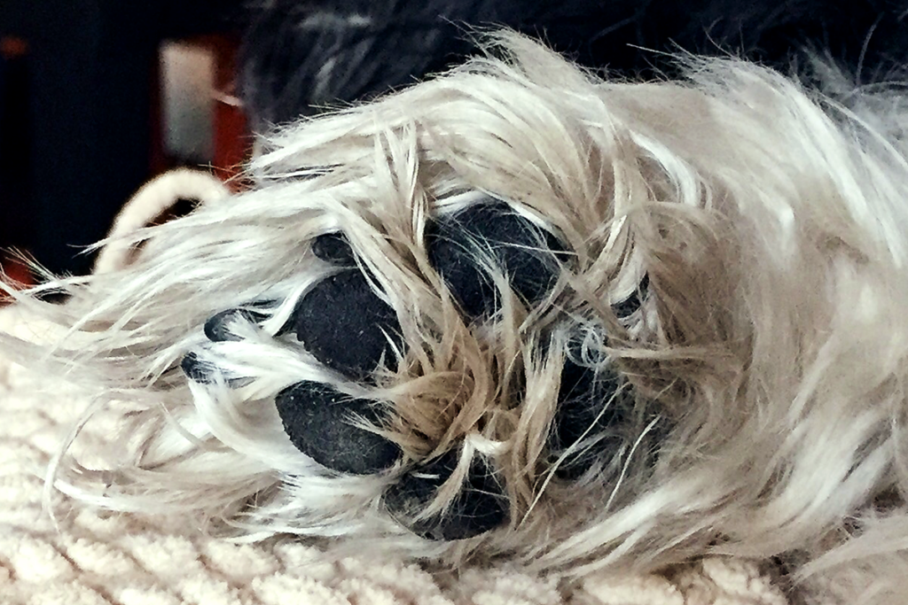 LingDynasty photography - Diego's paw