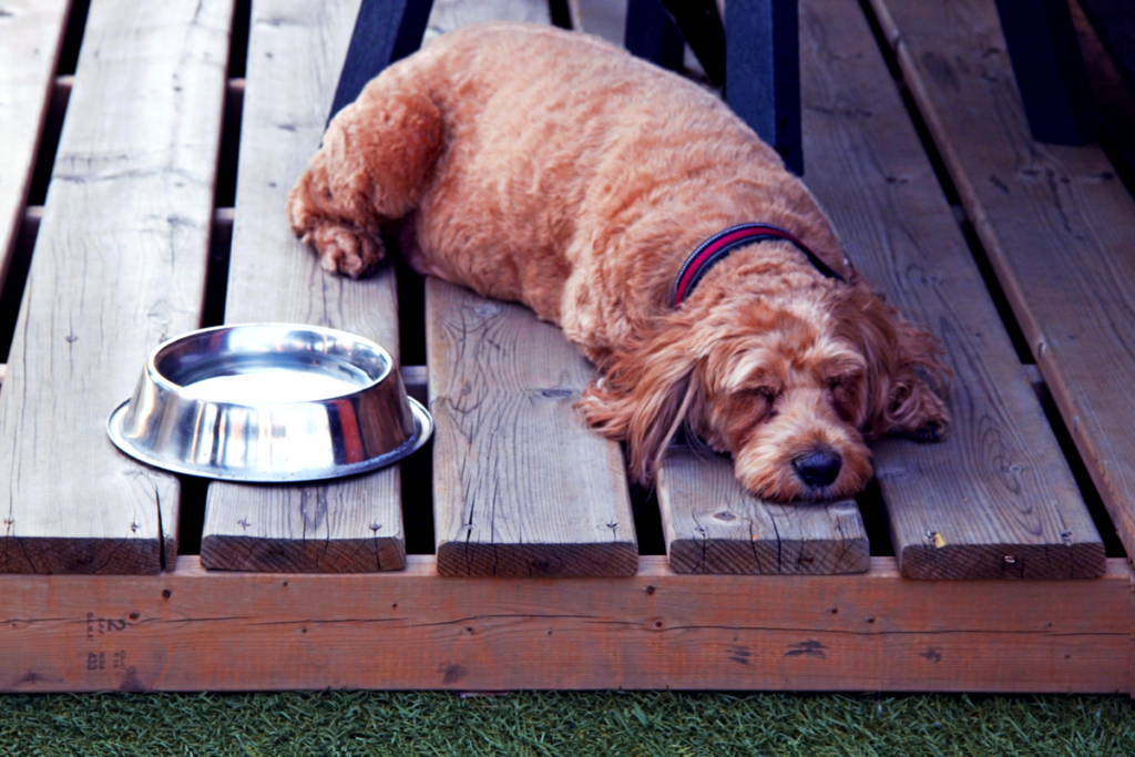LingDynasty Photography - golden doodle