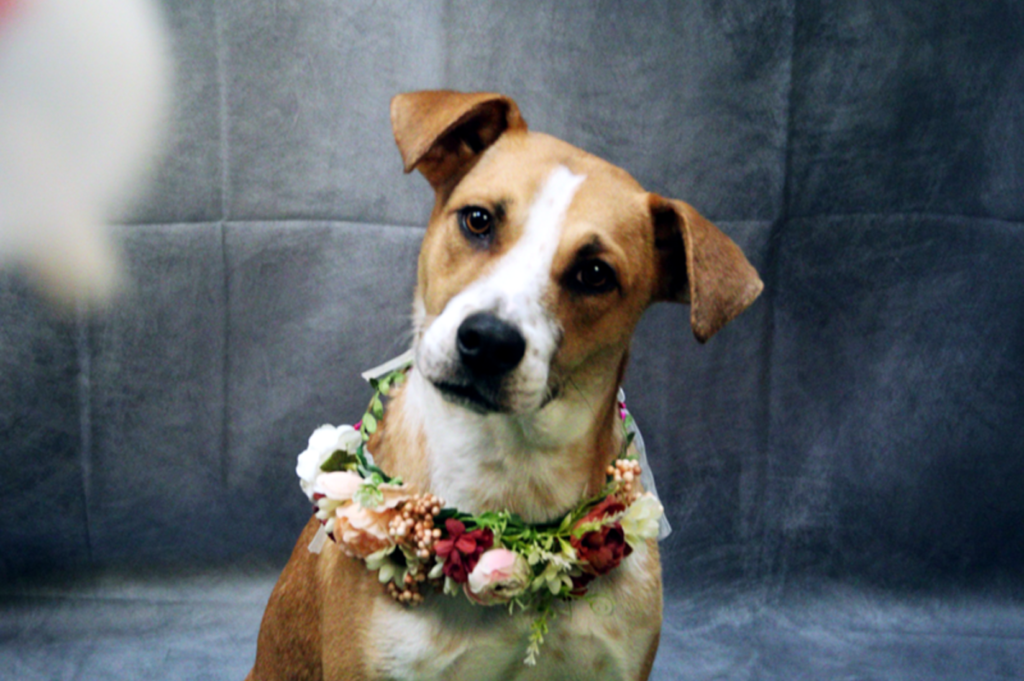 LingDynasty Photography - Randle