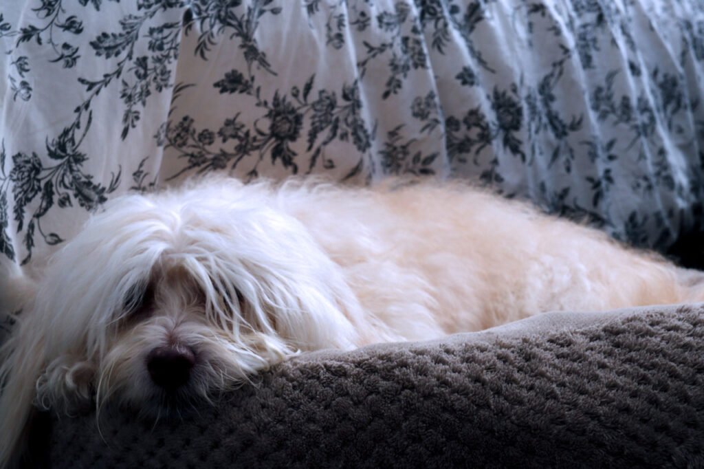 dog photography-beaumont-havanese