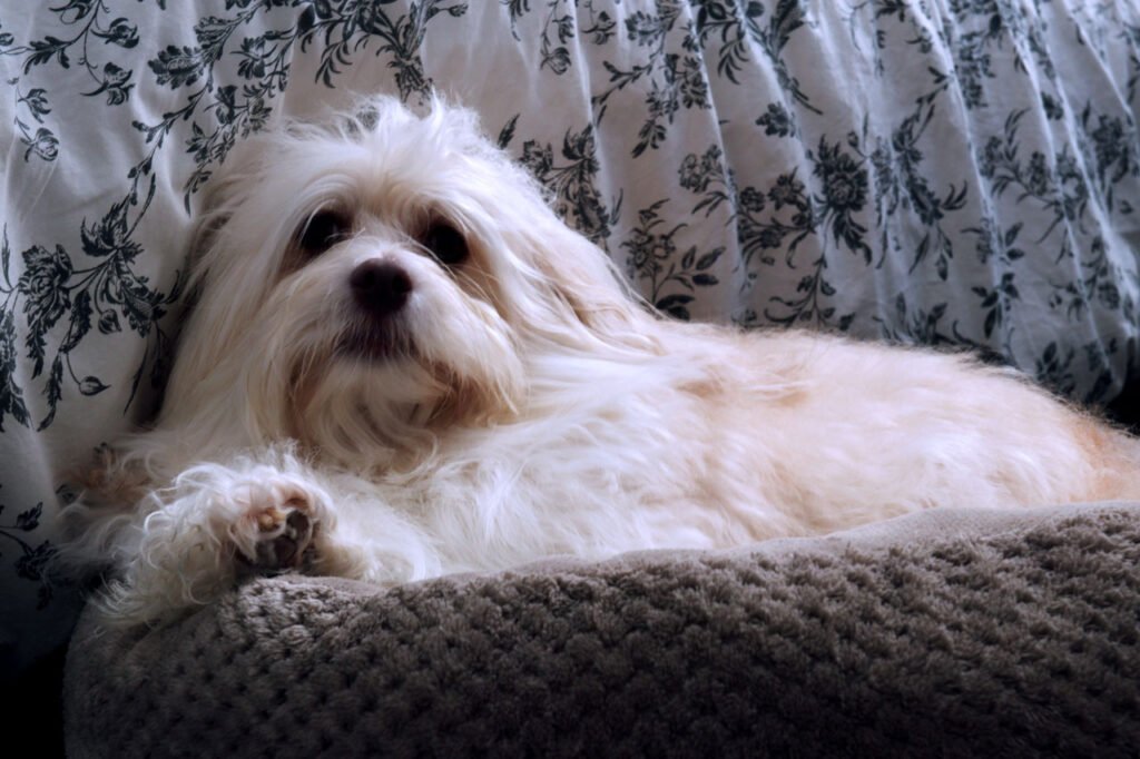 dog photography-beaumont-havanese