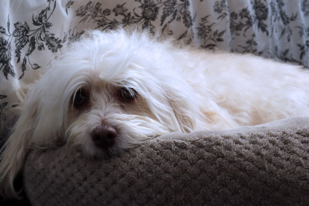 dog photography-beaumont-havanese